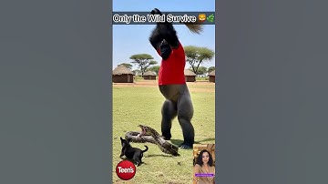😳A Gorilla saves a puppy from a huge Python