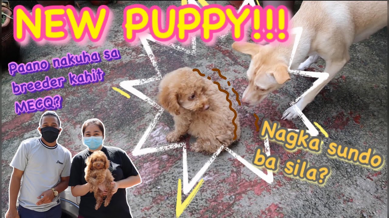 NEW PUPPY PHILIPPINES | TRIED PET TRANSPORT SERVICES | OLD DOG MEETS
