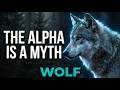 Wolf The Alpha Myth Toxoplasma And Trophic Cascade Full Breakdown 