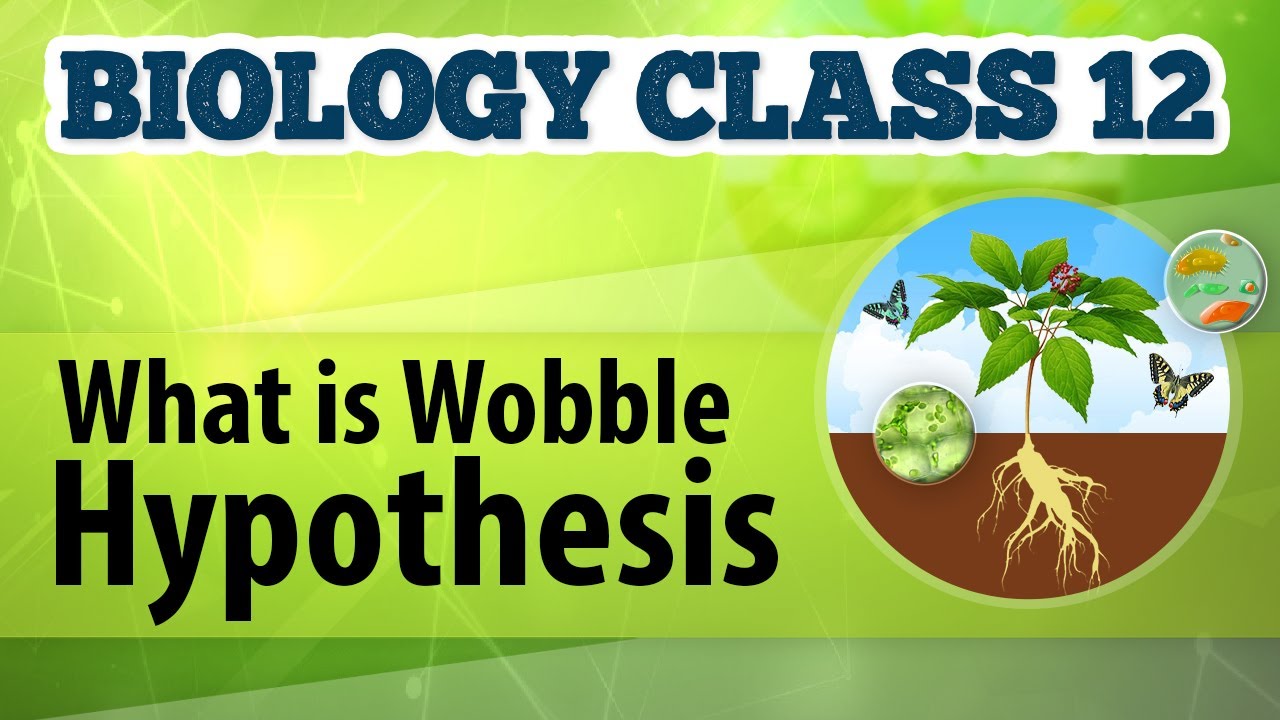 what is wobble hypothesis class 12