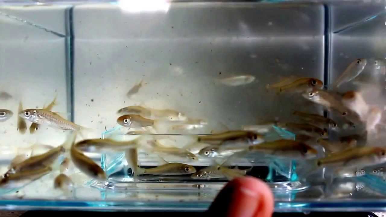 1 Inch Malaysian Mahseer, Anak Ikan Kelah 1 Inci - YouTube