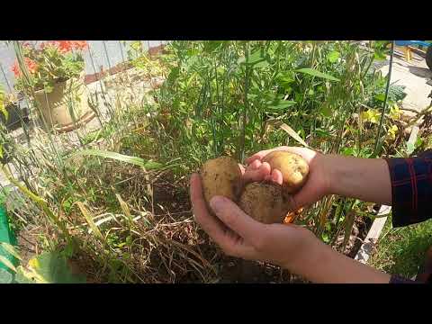 Wideo: Kiedy Zacząć Zbierać Ziemniaki, Jak Zachować Zbiory