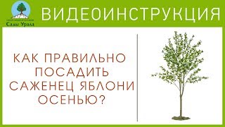 Как посадить саженцы яблони осенью - Питомник Сады Урала