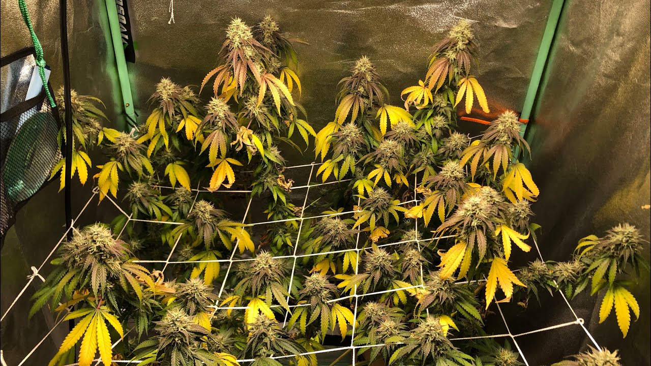 HOMEGROWN SUNDAE DRIVER ︱ HARVEST , DRY & CURE