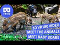 3D Meet the Animals - Meet Baby Boars in 3D VR180