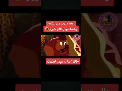 كمية لوزي شمقمق ربطاتو شيراز 