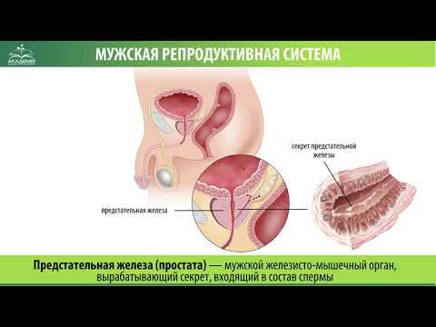 Мужская репродуктивная система