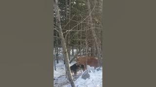 Hogs Mating