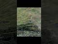 Chameleons Bury Their Eggs Deep Underground#wildlife #animals #short #video