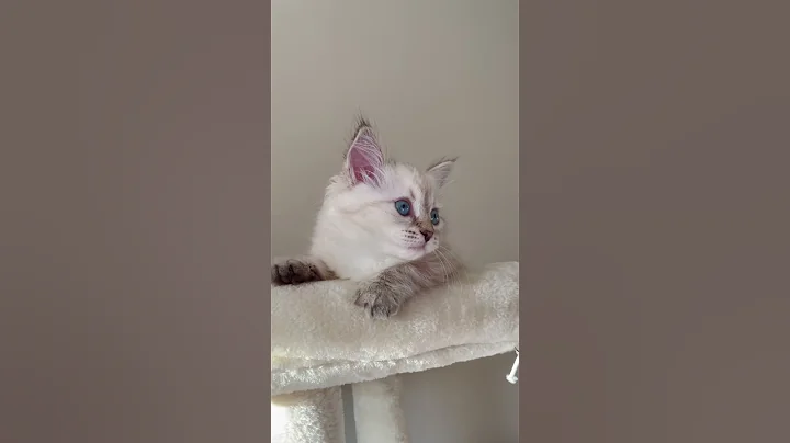 Watch the video about Adorable siberian kitten poses like a pro #fok #kitten #cat #pet