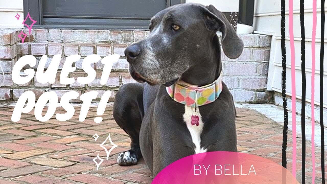 Three signs you will be the best foster pet parent - YouTube