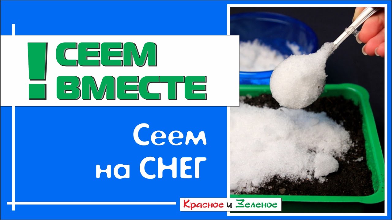 Посеить или посеять. Сеют в снег. Как сеять на снег. Посев петунии в феврале под снег. Посев по снегу.