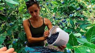 Beautiful Blueberry Harvest