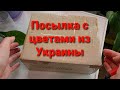 Стрептокарпусы почтой из Украины. Обзор посылки от Павла Еникеева.