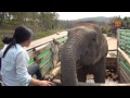 Lucky the Blind Circus Elephant Rescue - ElephantNews