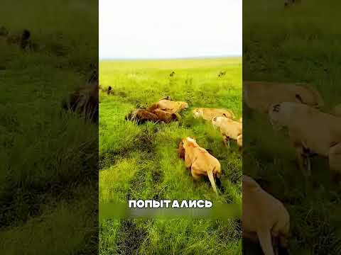 Лев-самец дал УРОК хищникам🦁🔥💪