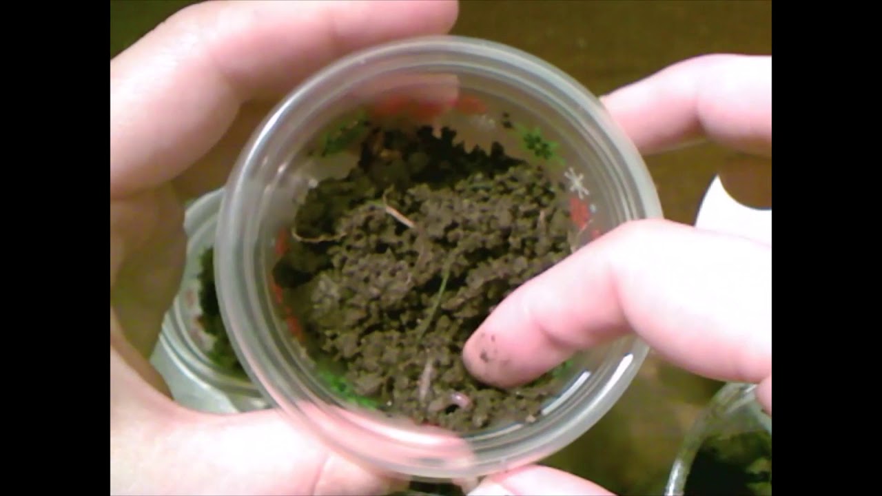 Em Um Experimento Preparou-se Um Conjunto De Plantas - RETOEDU