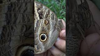 Hayvanların İnanılmaz Savunma Stratejisi - Baykuş Kelebeği̇