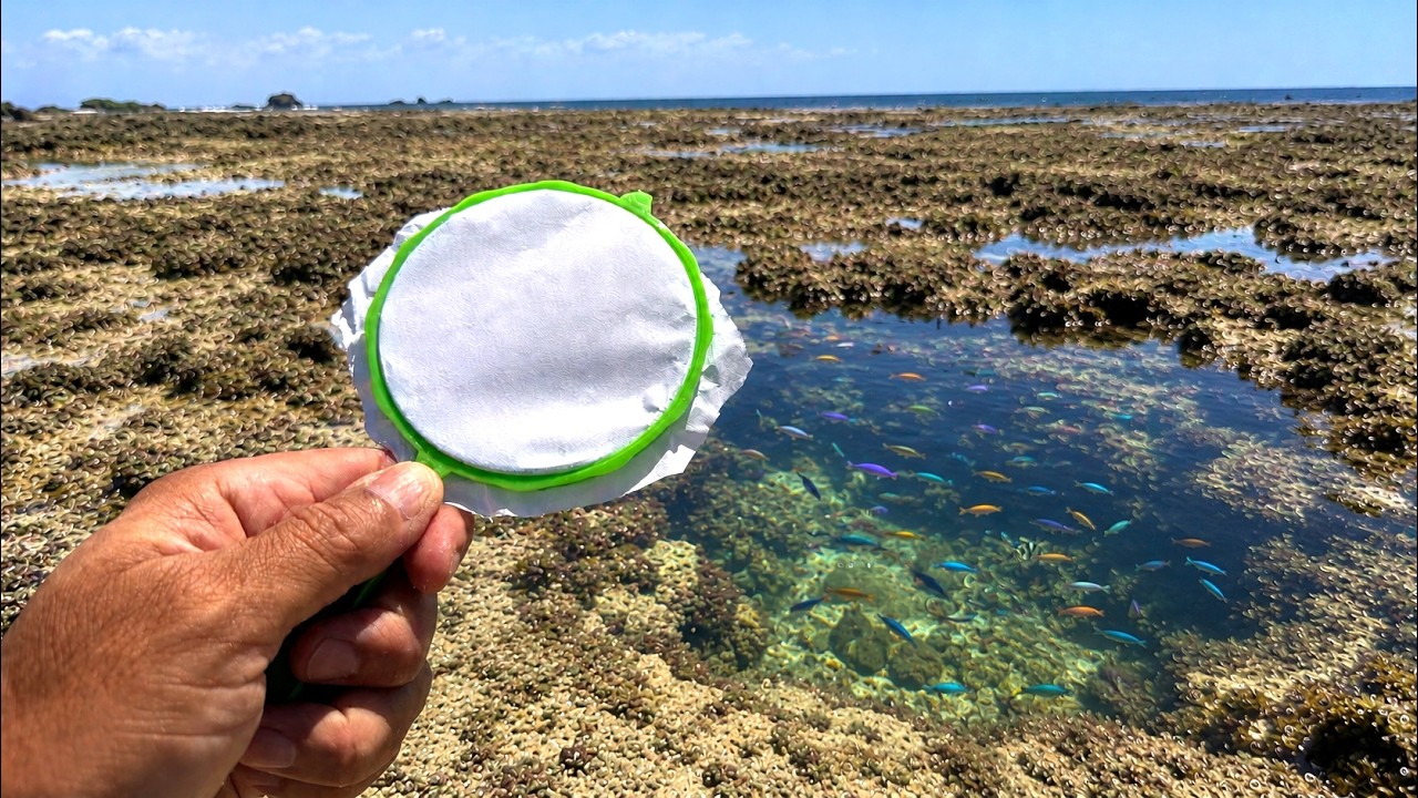 金魚すくいのポイで潮溜りの熱帯魚を捕まえられるか?
