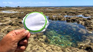 金魚すくいのポイで潮溜りの熱帯魚を捕まえられるか？