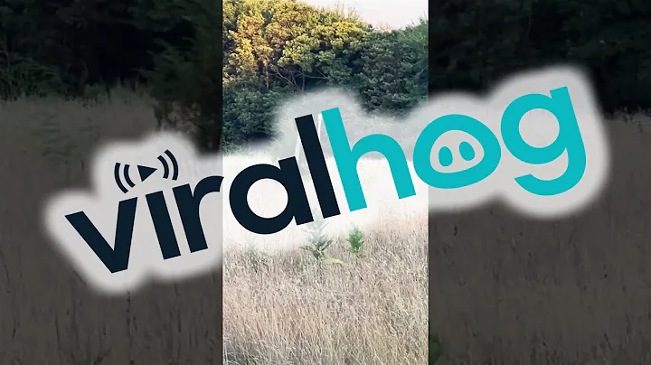 Dog And Coyote Prance Together || ViralHog