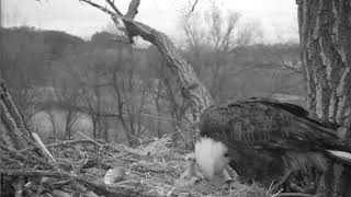 Decorah Eagles 4-12-19, 6-30 am Feeding - D33 ate a lot!