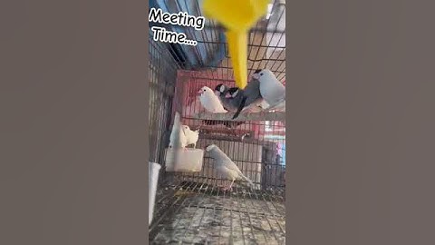 Meeting Time.... #youtubeshorts #viralvideo #shortsfeed #ytshorts #shorts #short #trending #viral