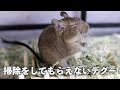 【デグー】ケージを掃除してくれない飼い主・・・