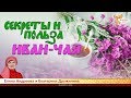 Секреты и польза Иван-чая. Елена Андреева