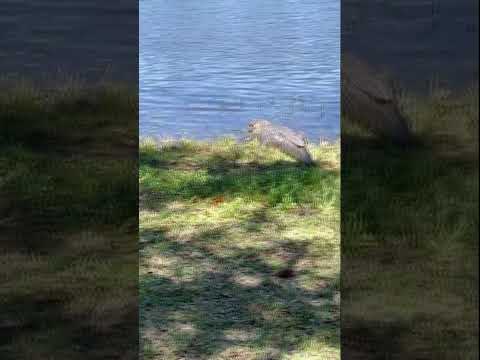 Massive alligator spotted