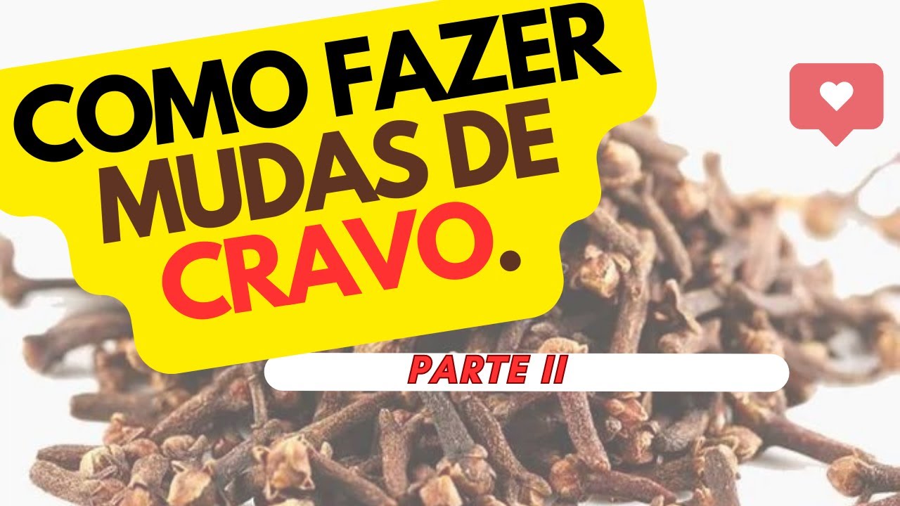 Como fazer mudas de Cravo da Índia ( Tirando dúvidas) - YouTube