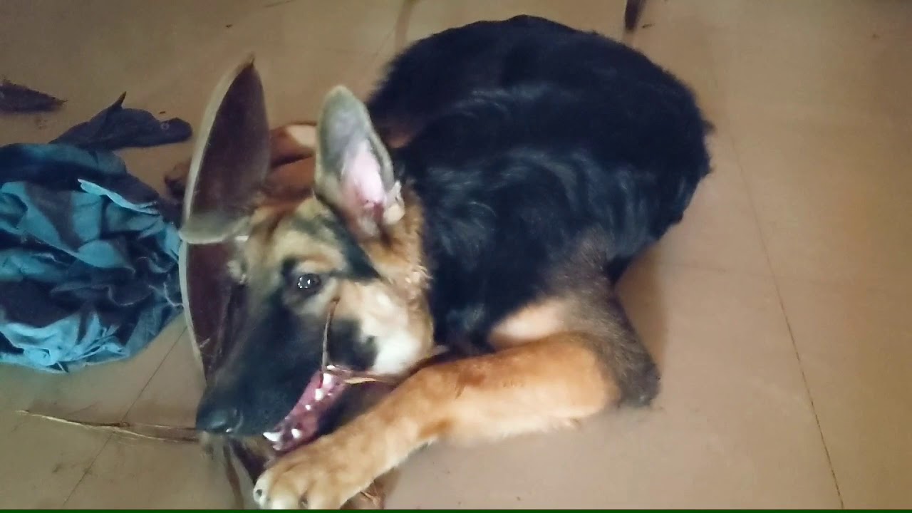 Potty training for puppies/ German shepherd video/ How to potty train a puppy/ Harley and Daisy