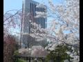 札幌の風景 2010 春 John-Hoon サクラTEARS.wmv