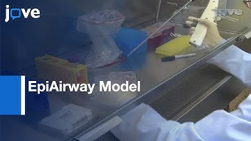 EpiAirway Model For Characterizing Long-Term Host-Pathogen Interactions l Protocol Preview