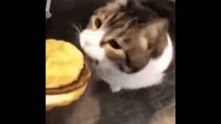Here kitty you can has cheeseburger meme by JOANNA AUD 38,576 views 2 months ago 3 seconds