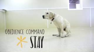 Obedience Command - Stay
