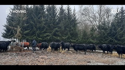 3. Vulnerability and resilience of the beef production | Šumava mountains (CZ)
