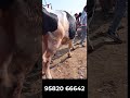 Khanna Mandi Punjab INDIA II Holstein cow for sale