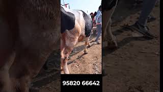 Khanna Mandi Punjab INDIA II Holstein cow for sale