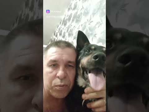 Человек может завести себе другую собаку ,а собака будет верна первому хозяину.