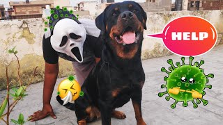 Virus Ho Gaya 😱🤮😷🤕 || Dog Can Talk Part 22 || Roxy || Rottweiler ||Review reloaded ||