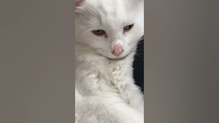 Angora kitty
