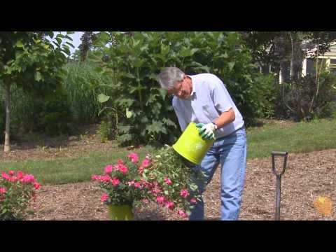 How to Plant Knockout Roses by Brighter Blooms Nursery