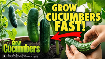 Grow Cucumbers at Home Like a Pro! 🌱 Super Easy & HIGH YIELD! 🍃🥒 | How to Grow Cucumber at Home