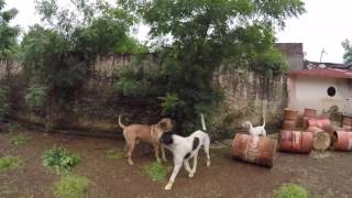 Mastiff and Pakistani bully dogs