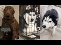 Tik Tok Dogs - Funny Dog Videos Compilation that will make you LAUGH YOUR HEAD OFF...