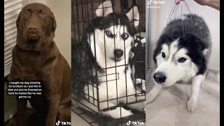 Tik Tok Dogs - Funny Dog Videos Compilation that will make you LAUGH YOUR HEAD OFF...