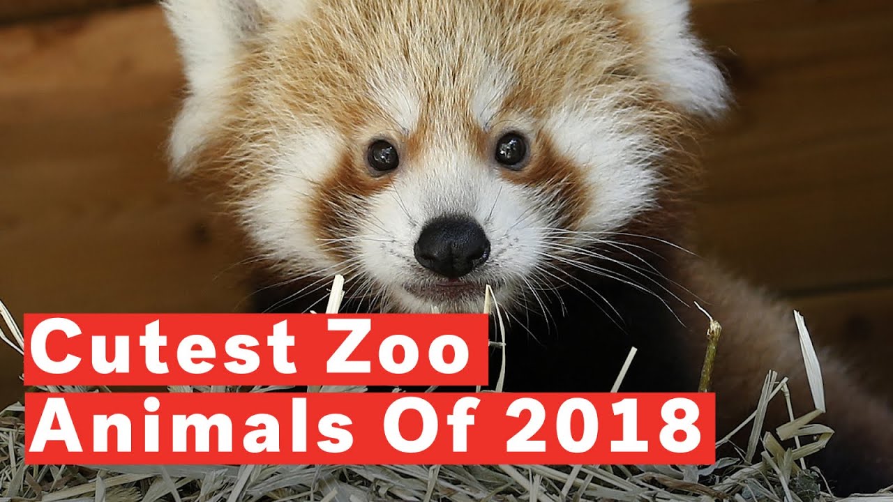 Top 10 Cutest Baby Zoo Animals Of 2018 - YouTube