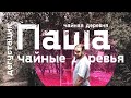 Чайная деревня Паша. Дегустация и Чайные деревья