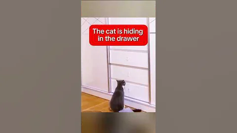 Funny Cats #cute #cutecats #shorts #shortsvideo #funnycats #shortsfeed #funcats